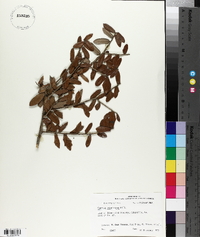 Quercus virginiana image