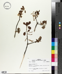 Quercus arkansana image
