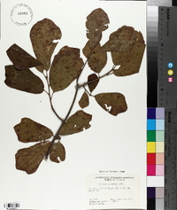 Quercus arkansana image