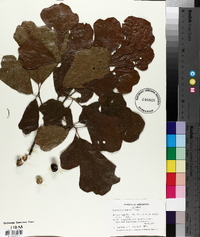 Quercus arkansana image