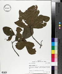 Quercus arkansana image