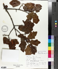 Quercus arkansana image