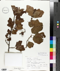 Quercus arkansana image