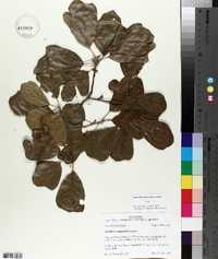 Quercus arkansana image
