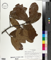 Quercus arkansana image