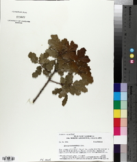 Quercus berberidifolia image