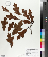 Quercus austrina image
