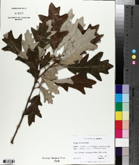 Quercus austrina image