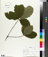 Quercus bicolor image