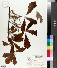Quercus bicolor image