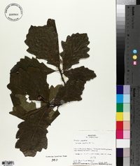 Quercus bicolor image