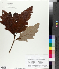 Quercus bicolor image