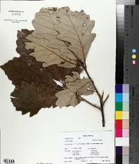 Quercus bicolor image