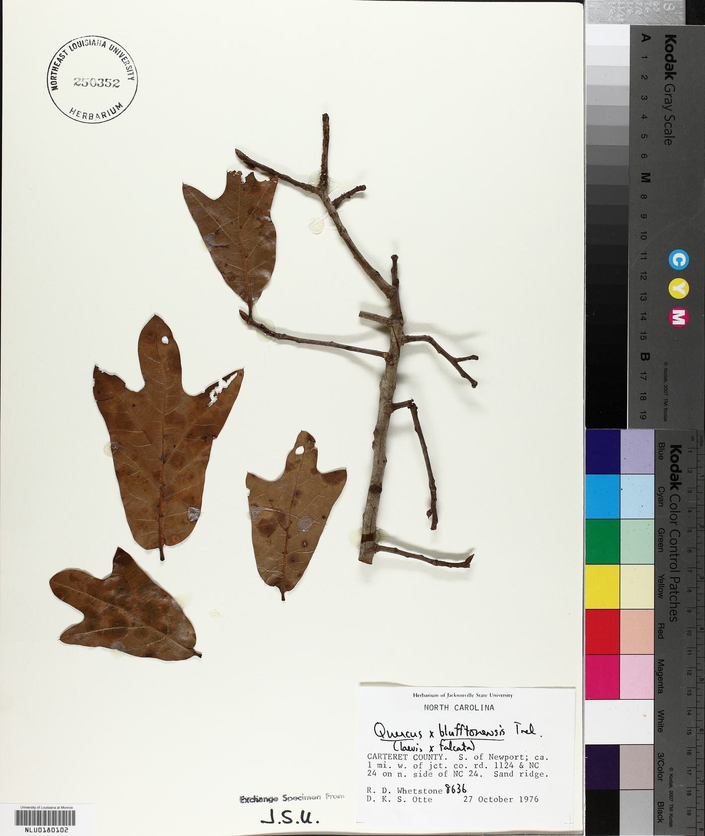 Quercus x blufftonensis image