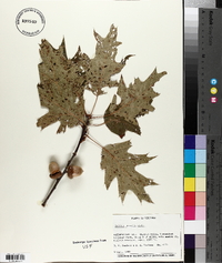 Quercus borealis image