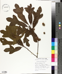 Quercus austrina image