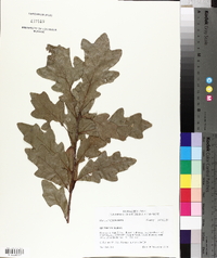 Quercus canbyi image