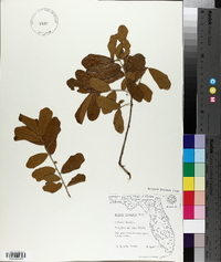 Quercus chapmanii image