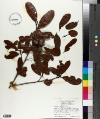 Quercus chapmanii image