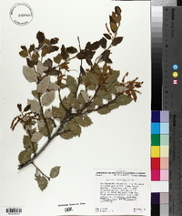 Quercus chrysolepis image