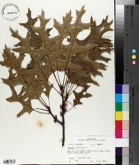 Quercus coccinea image