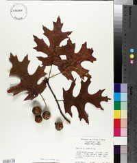 Quercus coccinea image