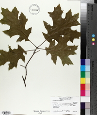 Quercus coccinea image