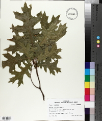 Quercus coccinea image