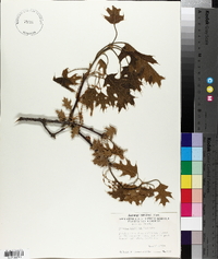 Quercus coccinea image