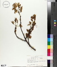 Quercus coccinea image