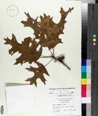 Quercus coccinea image