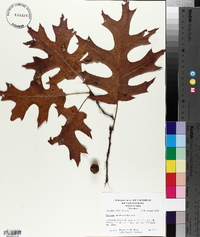 Quercus coccinea image