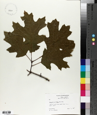 Quercus coccinea image