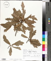 Quercus x comptoniae image