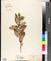 Notholithocarpus densiflorus image