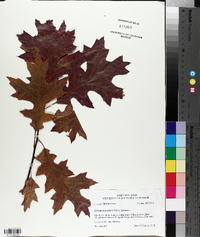 Quercus coccinea image