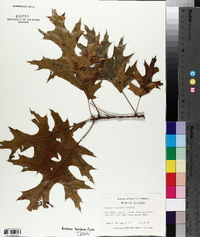 Quercus coccinea image