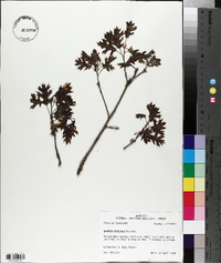 Quercus coccinea image