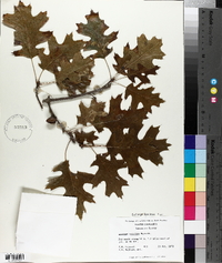 Quercus coccinea image