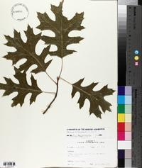 Quercus ellipsoidalis image