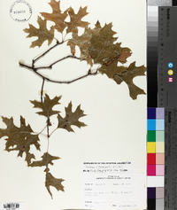 Quercus ellipsoidalis image