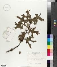 Quercus ellipsoidalis image