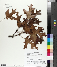 Quercus ellipsoidalis image