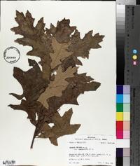 Quercus falcata var. pagodifolia image