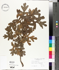 Quercus gambelii image