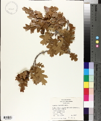 Quercus gambelii image