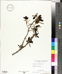 Quercus fusiformis image