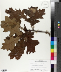 Quercus falcata var. leucophylla image