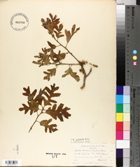 Quercus gambelii image