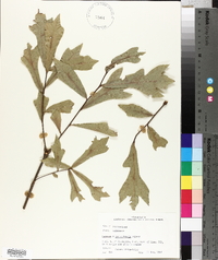 Quercus x garlandensis image